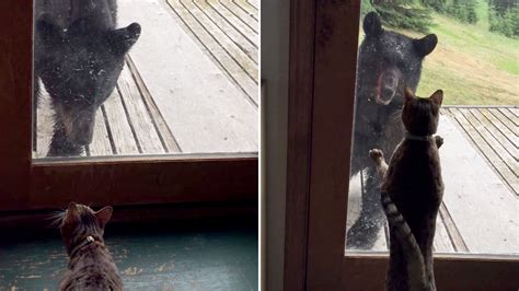 Cat Scares Black Bear Off Porch In Viral Video Today Com