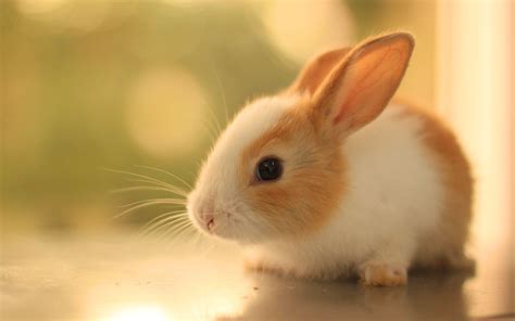Cute Baby Bunnies Wallpapers Top Free Cute Baby Bunnies Backgrounds