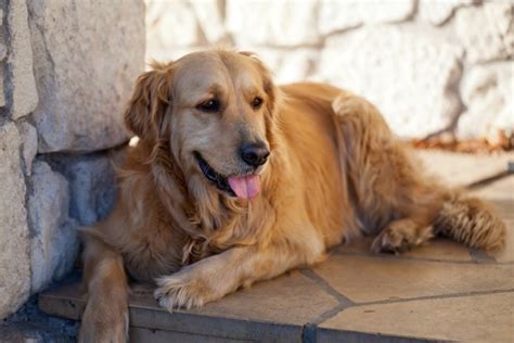 10 Relaxed Dog Breeds