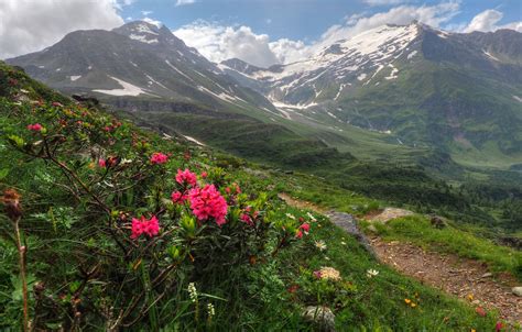 Wallpaper Flowers Nature Mountains Austria Panorama