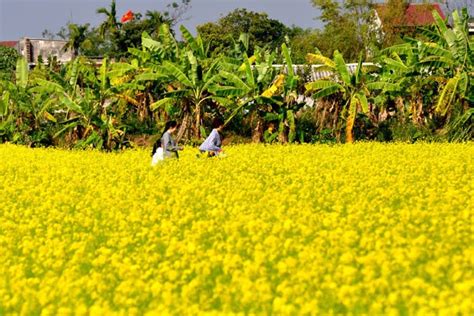 Ông thái khắc hưng có hộ khẩu tại tp. Cánh đồng hoa cải Thái Bình đẹp mê mải - PYS Travel