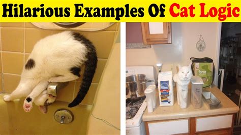 Hilarious Examples Of Cat Logic Youtube