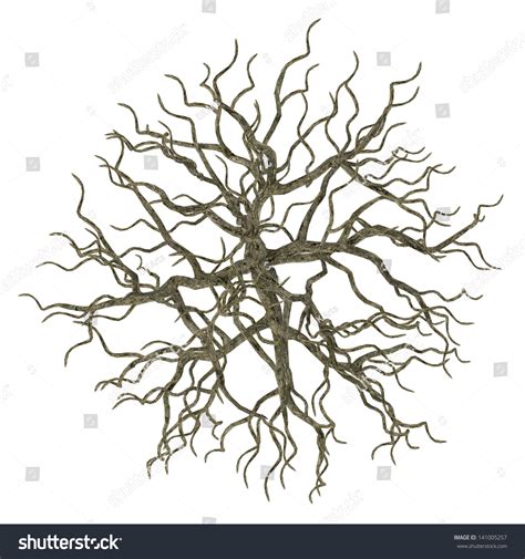 Dead Tree Without Leaves Isolated Acer Stock Illustration 141005257