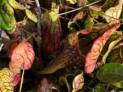 Two Mountain Bog Properties Protected Conserving Carolina