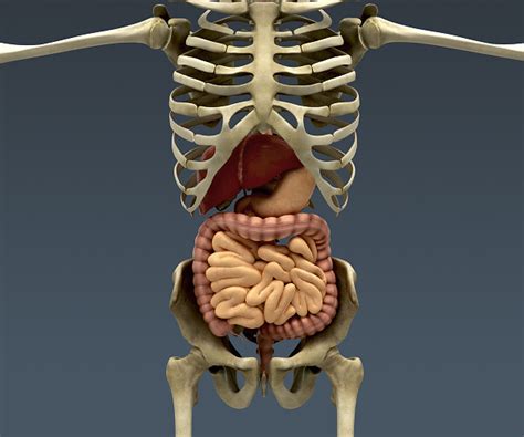 Artstation Human Male Body Muscular Digestive System And Skeleton