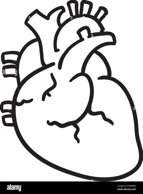 Órgano Del Corazón Humano Diseño De Ilustraciones Vectoriales Icono