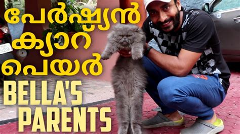 Where are persian cats from? പേർഷ്യൻ ക്യാറ് പെയർ | Persian Cat Pairs Kerala | New ...