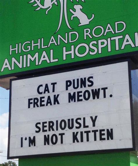 20 Funniest Cat Jokes Vet Clinics Put Up On Their Signs