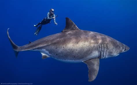 Take A Look At One Of The Largest Great White Sharks Ever Recorded