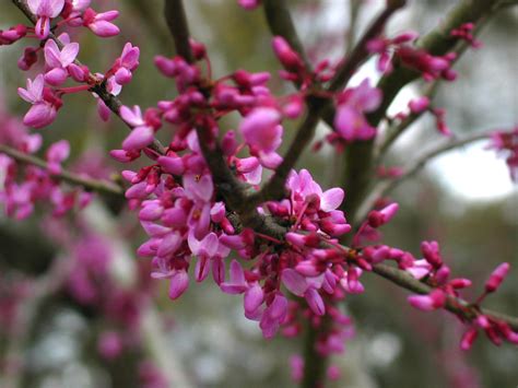 Use them in commercial designs under lifetime, perpetual & worldwide rights. Eastern Redbud Pink Flowering Tree 12 | Christopher ...