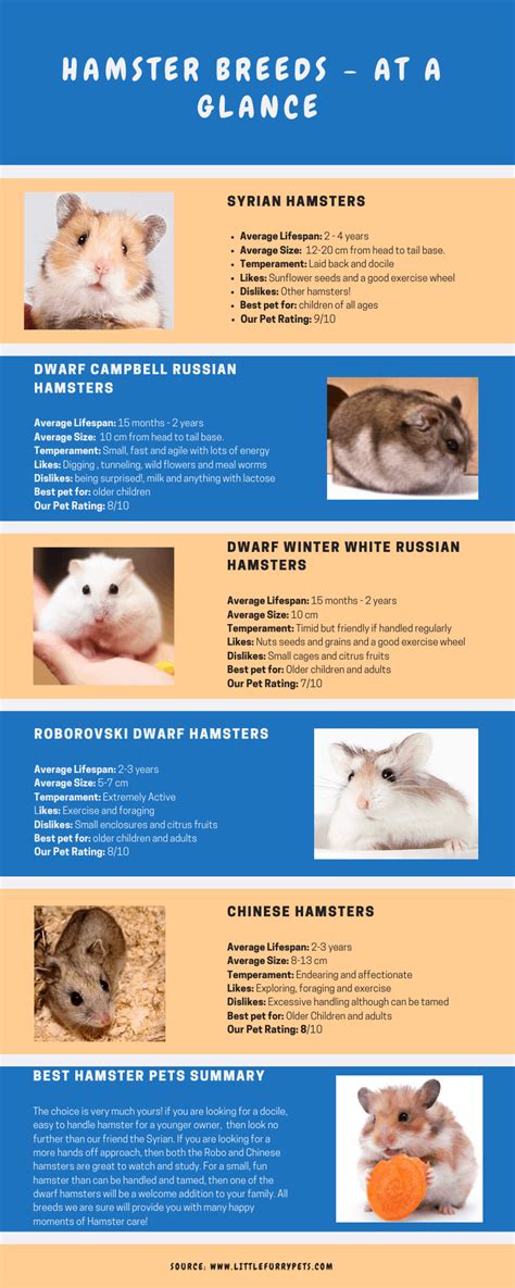 Hamster Breeds A Guide To Help You Choose Your New Pet