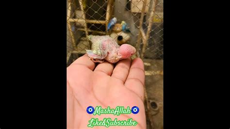 Newborn Budgies Chicks 🐣🐣 New Hand Tamed Budgie Baby🐤🐤 Welcome To The