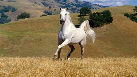Beautiful White Horse Galloping In Field Hd Wallpaper Widescreen