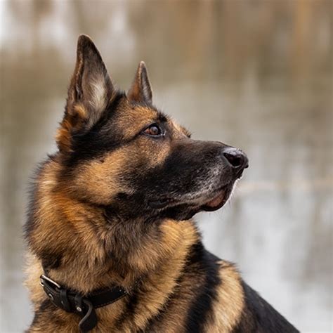 Below, you'll find more information about different breeders and adoption centers and. German Shepherd - PDSA