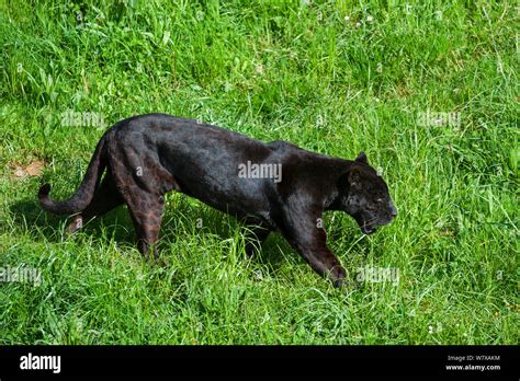 Black Melanistic Jaguar Panthera Onca With Spots Still Visible