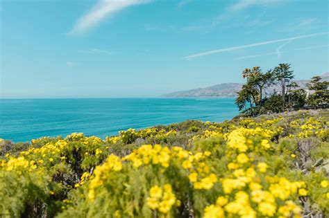 Yellow Flower Field Near Sea Under Blue Sky · Free Stock Photo