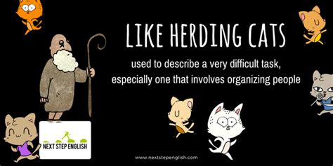 Like Herding Cats Meaning Idalias Salon