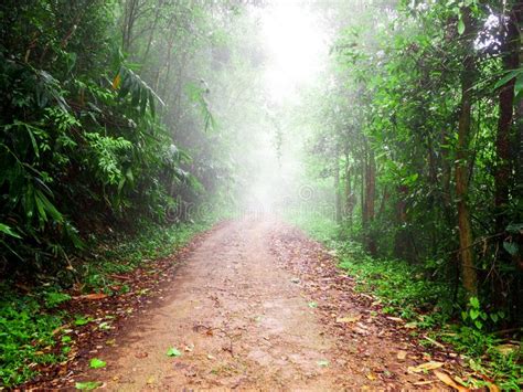 Walking Path In Tropical Rain Forest With Foggy At National Park In