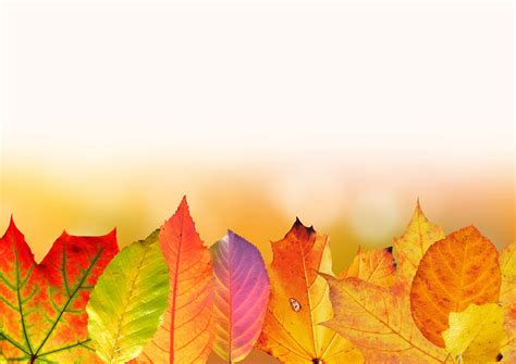 Autumn Leaf Color 4k Wallpaper Coolwallpapersme