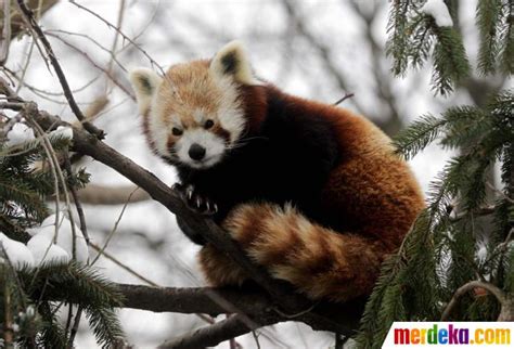 Foto Mengenal Panda Merah Yang Mirip Dengan Musang Dan Beruang