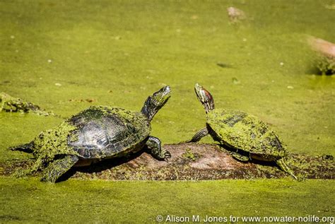 Louisiana The Atchafalaya Basin Red Eared Turtles ©alison M Jones