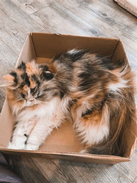 Star events virtual career expo january 27 & 28, 2020. Thailand - Caturday Cat Cafe | Cat cafe, Caturday, Luxury cat