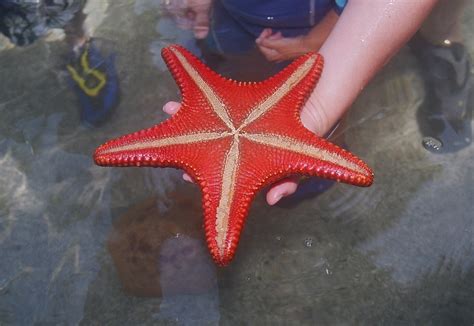 Starfish Starfish Hanauma Bay Hawaii Surfin21190 Flickr