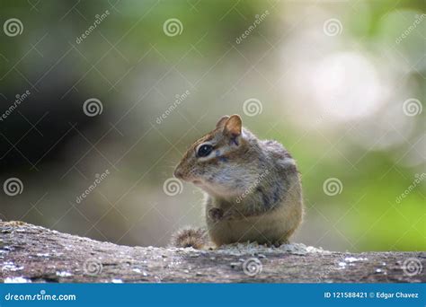 Cute Chipmunk On A Log Eating Stock Image Image Of Oats Shot 121588421