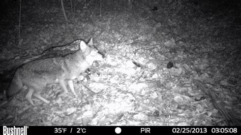 Decatur Elementary School To Host Seminar On Coyotes In An Urban