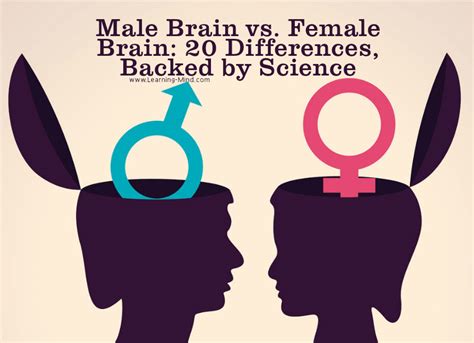 Male Brain Vs Female Brain 20 Differences Backed By Science