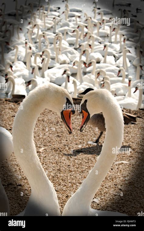 Swans Heart Stock Photos And Swans Heart Stock Images Alamy