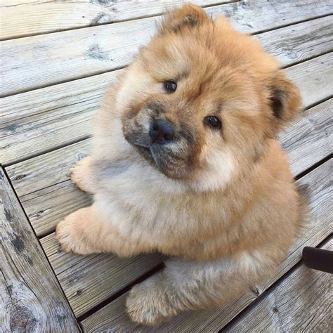 Pin On Chow Chow