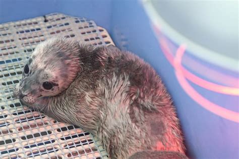 Vancouver aquarium travelers' reviews, business hours, introduction, open hours. Vancouver Aquarium takes in pair of rescued seal pups ...