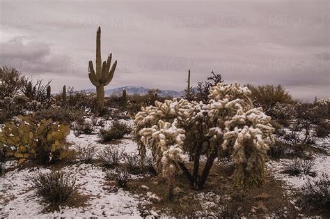 Snow On Desert Scene By Stocksy Contributor Tamara Pruessner Stocksy