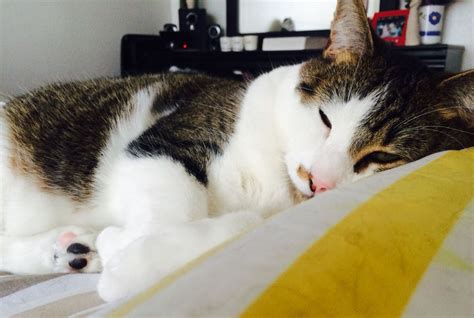 Cat Naps ️ Cat Nap Cats Animals