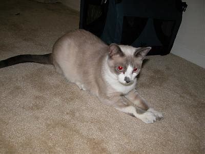 Do you name your cat after a distinguishing feature, like the color of their fur? Traditional Lilac Point Siamese Needs Name! | The Cat Site
