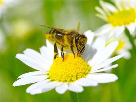 Without help from animal pollinators, our everyday food supply would. Why We Need To Save The Bees + 10 Things You Can Do To Help
