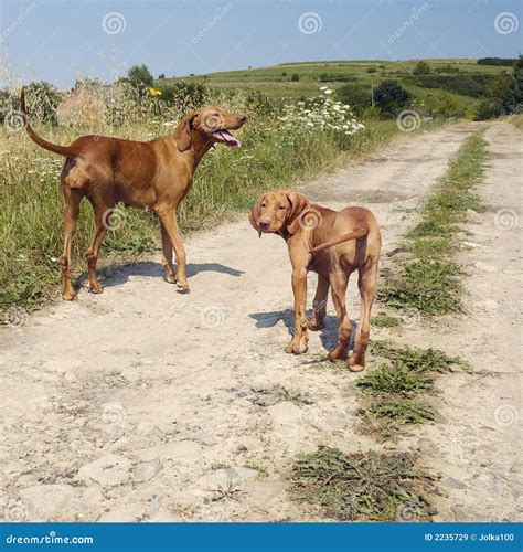 Adult Vizsla Dog With A Puppy Stock Image Image Of Standing Brown