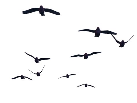 Download Flying Bird Transparent Hq Png Image Freepngimg