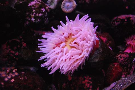 Pink Sea Anemone Flickr Photo Sharing