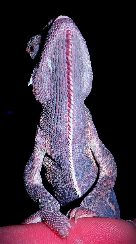 Purple 7 Month Old Male Veiled Chameleon Reptiles Photo 33872828