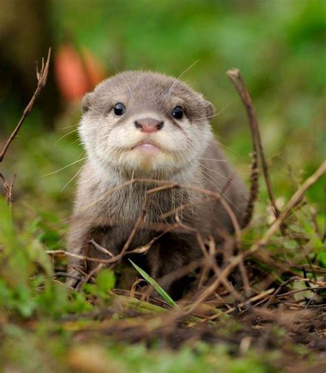 Super Cute Baby Otter Otters Cute Cute Animals Baby Animals Funny