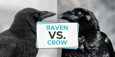 Raven Vs Crow The Fascinating Differences Birdwatching Buzz