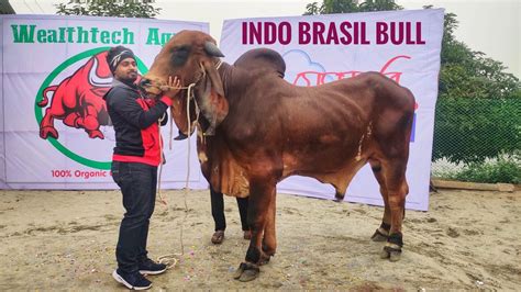 196 Must Watch World Famous Indo Brazil Bull Show Time Wealthtech Agro Collection Zbgh