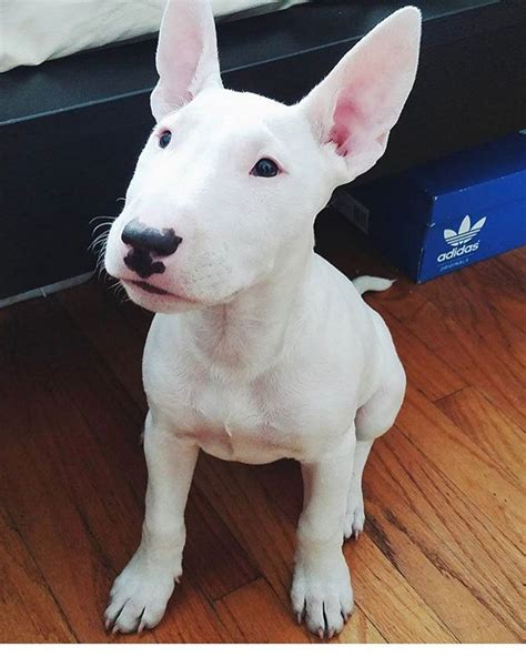 Bull Terrier Dog Breed The Amazing Temperament And Facts Of This Lovely