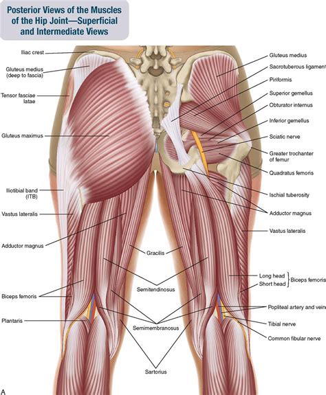 Left Hip Muscles Anatomy Hip Flexor Antagonist Muscle Tissues The