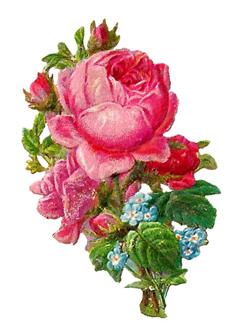 Antique Images Printable Botanical Art Digital Pink Rose