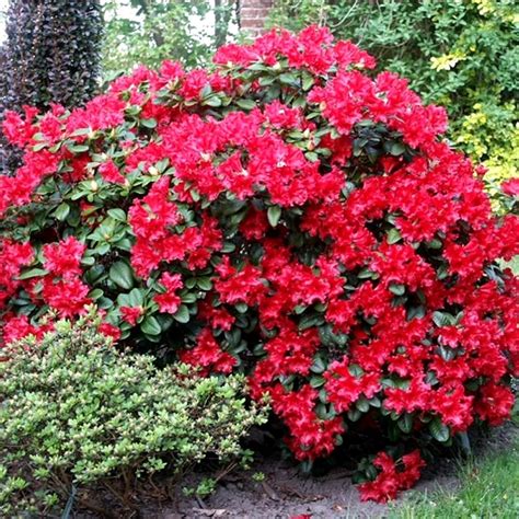Rhododendron Scarlet Wonder Evergreen Shrub Gardenersdream