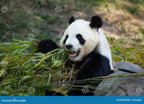Giant Panda Ailuropoda Melanoleuca Stock Photo Image Of Bear Giant