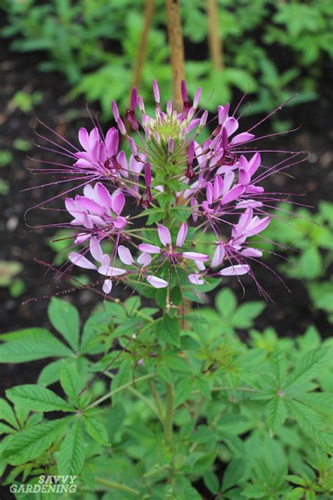 Five plants deer tend not to eat: Deer-Resistant Annuals: Colorful Choices for Sun and Shade